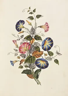 Convolvulus: Convolvulus tricolor, convolvulus