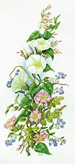 Convolvulus: Convolvulus, wild rose, forget-me-nots etc