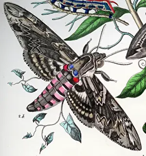 Hawkmoth: Convulvulus Hawkmoth