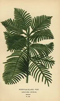 Araucaria: Cook pine, Araucaria columnaris