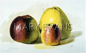 Suffield: COOKING APPLES