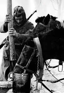 Supplied: Cooling break for the cart horses, 1943