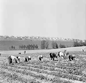 Backbreaking: Cooperative farmers