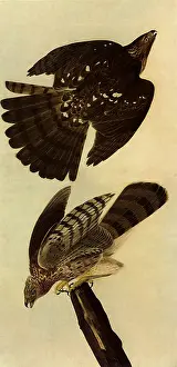 Perches: Cooper's Hawks