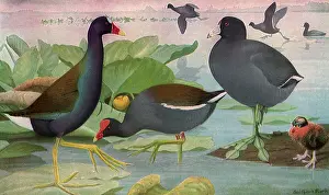 Coot: Coot and Gallinules