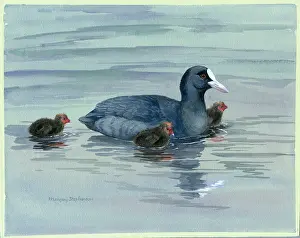 Margery: Coot and Young ? coot with three young