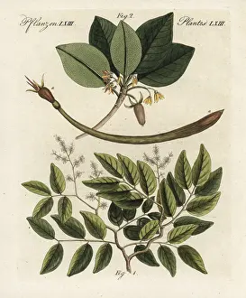Mangrove: Copaiba balsam and red mangrove