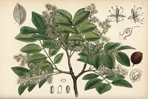 Salam: Copaiba, rashed tree or salam tree, Copaifera langsdorffii