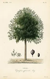 Maubert: Copaiba tree, Copaifera officinalis