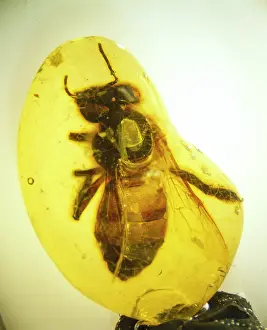 Honeybee: Copal with honey bee