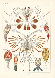 Glitsch: Copepod crustaceans