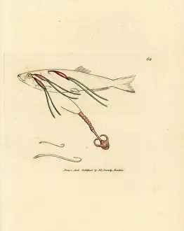 Sprat: Copepod parasite on a sprat, Lernaeenicus sprattae