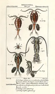 Ornata: Copepod species