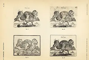 Michiel: Copies of the white dodo by Salomon Savery