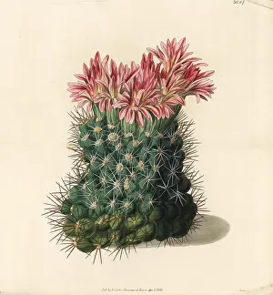 Copious: Copious flowering mammillaria cactus, Mammillaria floribunda