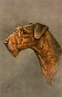 Airedale: Copper Airedale