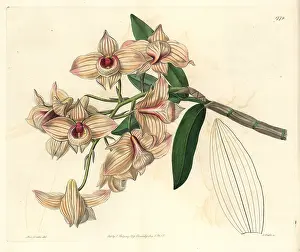 Dendrobium: Copper-coloured dendrobium orchid, Dendrobium moschatum