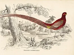 Phasianus: Copper pheasant, Syrmaticus soemmerringii