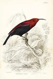 Sunbird: Copper sunbird, Cinnyris cupreus