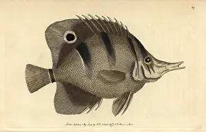 Rostratus: Copperband butterfly fish Jaculator or shooting