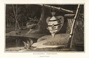 Zoography: Copperband butterflyfish hanging from a bamboo pole