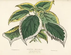 L. Reeve: Copperleaf, Acalypha marginata