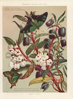 Furred: Copperleaf snowberry and purple apple-berry