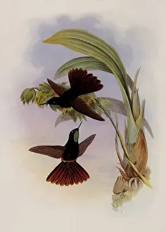 Metallura: Coppery-Tail, Metallura Cupreicauda