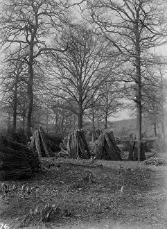 Coppice: Coppice Woods at Abbey Wood