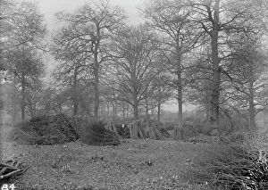 Coppice: Coppice Woods at Abbey Wood