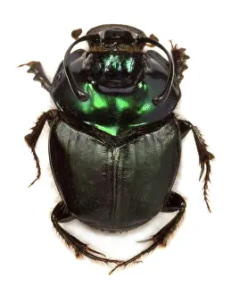 Tumble: Copris fallaciosus, Kenyan dung beetle