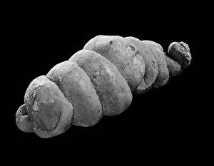 Dung: Coprolite, fossil dung