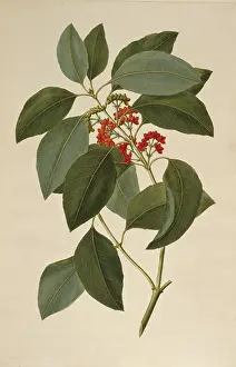 Polydore: Coprosma australis