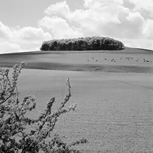 Copse: Copse Of Trees