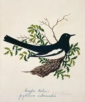 Magpie: Copsychus saularis, Oriental magpie-robin
