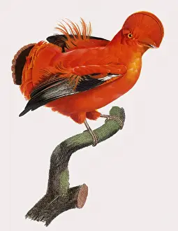Roche: Coq de Roche