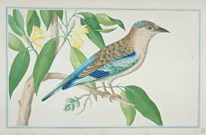 1722 C: Coracias benghalensis
