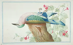 1722 C: Coracias benghalensis, Indian Roller