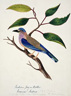 Coraciiformes: Coracias benghalensis, Indian roller