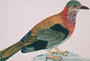 Bentinck: Coracias benghalensis, Indian roller