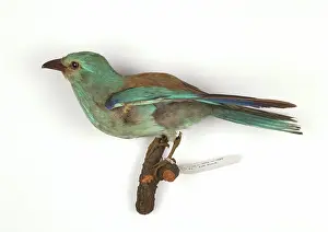 Coraciiformes: Coracias garrulus, european roller