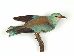 Coraciiformes: Coracias garrulus, European roller