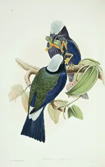 Coraciiformes: Coracias temminckii, purple-winged roller