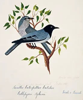 Bushby: Coracina melanoptera, black-headed cuckoo-shrike