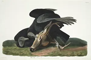 Carrion: Coragyps atratus, black vulture