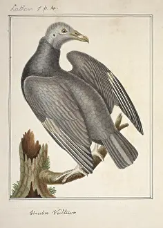Latham: Coragyps atratus, black vulture