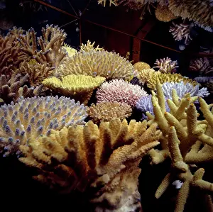 Biodiverse: Coral collection