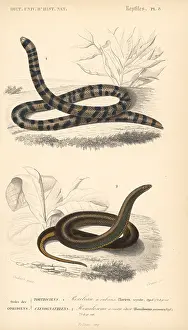 Dorbigny: Coral cylinder snake and common slug eater