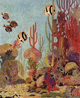 Beautifully: Coral and Fish