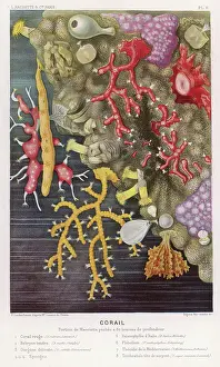 Fredol: Coral - Fredol - Various